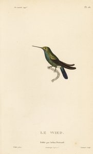 Colibrì di Wed o Neuwied, Trochilus cyanogenys o Ornismya wiedii. Incisione in acciaio colorata a mano di Coutant da un