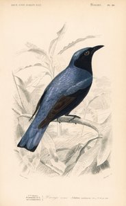 Drongo panciarossa, Dicrurus caerulescens da Unbekannter Künstler