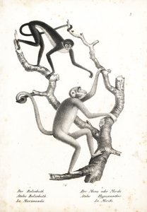 Scimmia ragno dal ventre bianco, Ateles belzebuth (in pericolo), e muriqui del nord, Brachyteles hypoxanthus (Ateles hypoxanthus), in pericolo critico. Litografia di Karl Joseph Brodtmann da Storia naturale illustrata degli animali di Heinrich Rudolf Schin da Unbekannter Künstler