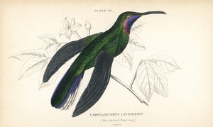 Colibrì a coda bianca, Campylopterus ensipennis. Incisione a mano colorata da William Lizars dal libro di Sir William Jardine
