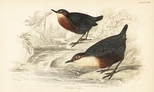 Merlo acquaiolo, Cinclus cinclus da Unbekannter Künstler