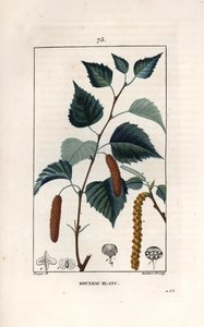Betulla bianca o betulla verrucosa - Incisione di Lambert fils, da un disegno di Pierre Jean Francois Turpin (1775-1840), da La flore médicale, di Chaumeton, Poiret et Chamberet, Parigi 1830 da Unbekannter Künstler