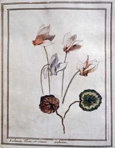 Ciclamino bianco da Unbekannter Künstler