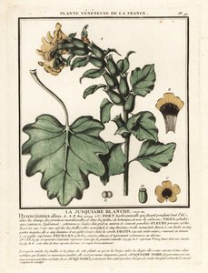 Giusquiamo bianco, Hyoscyamus albus da Unbekannter Künstler