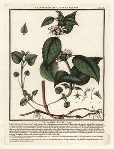 Ortica bianca, Lamium album da Unbekannter Künstler