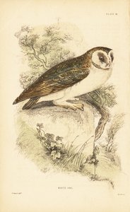 Civetta bianca o barbagianni, Tyto alba, posata su una roccia. 1889 (incisione) da Unbekannter Künstler
