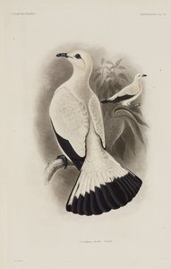 Piccione bianco da Unbekannter Künstler