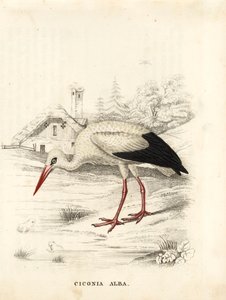 Cicogna bianca, Ciconia ciconia (Ciconia alba). Incisione su acciaio colorata a mano dalla 