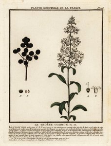 Ligustro selvatico, Ligustrum vulgare da Unbekannter Künstler