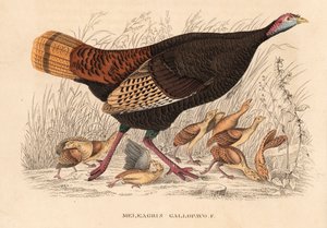 Tacchino selvatico, Meleagris gallopavo, gallina con pulcini. Litografia colorata a mano dalla 