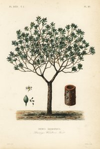 Corteccia di Drimys, Drimys winteri da Unbekannt