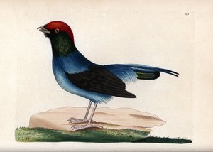 Manachino meraviglioso (Chiroxiphia linearis) da Unbekannter Künstler