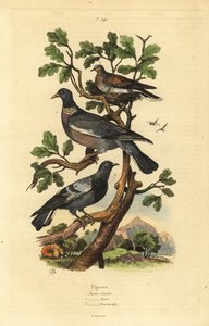 Piccione selvatico, Columba palumbus, piccione comune, Columba livia, e tortora, Streptopelia risoria da Unbekannt