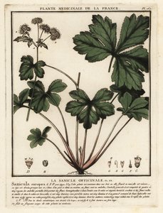 Sanicula europaea da Unbekannter Künstler