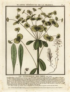 Euforbia legnosa, Euphorbia amygdaloides da Unbekannter Künstler