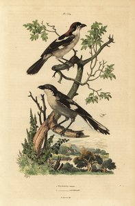 Averla capirossa, Lanius senator, e averla meridionale, Lanius meridionalis da Unbekannt