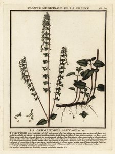 Teucrium scorodonia da Unbekannter Künstler