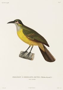 Philedon guance gialle, Nuova Guinea da Unbekannter Künstler