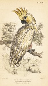 Cacatua crestagialla, Cacatua sulphurea da Unbekannter Künstler