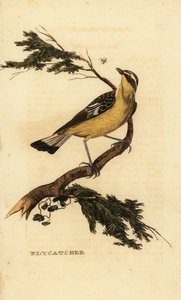 Pigliamosche dal groppone giallo, Ficedula zanthopygia. 1815 (incisione) da Unbekannter Künstler