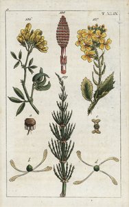 Erba medica gialla, ravanello selvatico e equiseto dei campi da Unbekannter Künstler