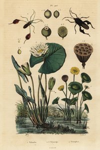 Loto giallo, Nelumbo lutea 1, cimici fogliari, Anisoscelis foliaceus 2 e Anoplocnemis curvipes 3, e ninfea bianca, Nymphaea alba 4 da Unbekannt