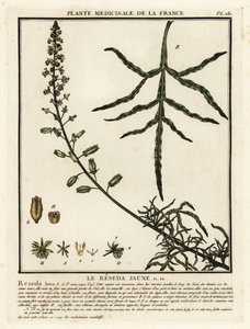 Reseda lutea da Unbekannter Künstler