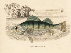 Persico giallo, Perca flavescens (persico granulato, Perca granulata). Incisione su acciaio colorata a mano dalla 