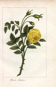 Rosa gialla (incisione) da Unbekannter Künstler