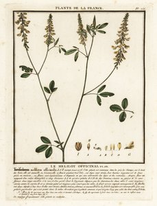 Meliloto giallo, Melilotus da Unbekannter Künstler