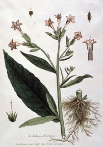 Giovane pianta di tabacco, inizio XIX secolo