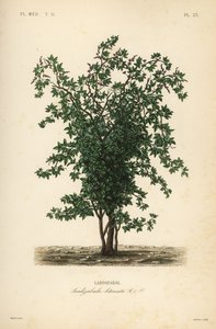 Albero di frutta Zabala, Lardizabala biternata da Unbekannt