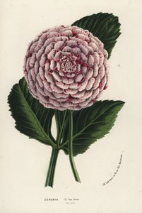 Dalia ibrida Zenobia, Dahlia coccinea. Litografia a mano colorata dal libro di Louis van Houtte e Charles Lemaire