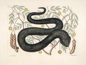 Illustrazione zoologica di Vipera nigra, vipera nera da Unbekannter Künstler
