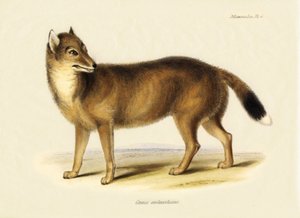 Zoologia: volpe delle Falkland (Canis antarticus) osservata da Charles Darwin (1809-1882) durante il suo viaggio a bordo del Beagle. Tavola da "The Zoology of the Voyage of H.M.S. Beagle Under the Command of Captain Fitzroy, R.N., during the Years 1832 to 