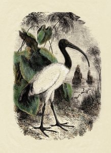 Zoologia: Sacro Ibis (Threskiornis aethiopicus), incisione del XIX secolo