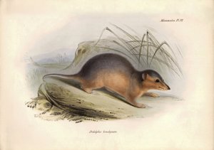 Zoologia: Il "Didelphis brachiura" della famiglia degli opossum descritto da Charles Darwin durante il suo viaggio di esplorazione a bordo del Beagle. Tavola da "The Zoology of the voyage of H.M.S. Beagle under the command of Captain Fitzroy during the yea da Unbekannter Künstler