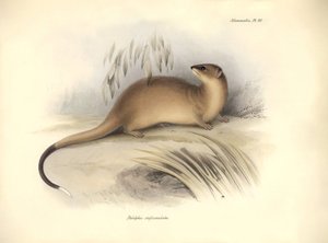 Zoologia: Il "Didelphis crassicaudata" della famiglia degli opossum descritto da Charles Darwin durante il suo viaggio di esplorazione a bordo del Beagle. Tavola da "The Zoology of the voyage of H.M.S. Beagle under the command of Captain Fitzroy during the
