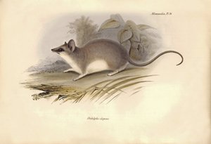 Zoologia: Il Didelphis elegans della famiglia degli opossum descritto da Charles Darwin durante il suo viaggio di esplorazione a bordo del Beagle. Tavola da The Zoology of the voyage of H.M.S. Beagle sotto il comando del Capitano Fitzroy durante gli anni 1 da Unbekannter Künstler