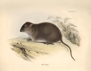 Zoologia: Il "Mus fuscipes" o roditore della costa australiana descritto da Charles Darwin durante il suo viaggio di esplorazione a bordo del Beagle. Tavola da "The Zoology of the voyage of H.M.S. Beagle under the command of Captain Fitzroy during the year da Unbekannter Künstler