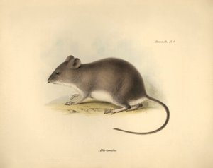 Zoologia: il 