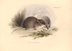 Zoologia: Il "Reithrodon Chinchilloides" o Chinchilla della Patagonia descritto da Charles Darwin durante il suo viaggio di esplorazione a bordo del Beagle. Tavola da "The Zoology of the voyage of H.M.S. Beagle under the command of Captain Fitzroy during t da Unbekannter Künstler