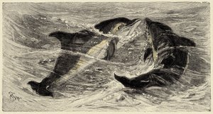 Zoologia: delfini (delphinus delphis) descritti e illustrati da Carlo Vogt e Federico Specht in 