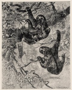 Zoologia: bradipo (Ai - Bradypus tridactylus) descritto e illustrato da Carlo Vogt e Federico Specht in "Illustree Natural History: Mammals" 1884