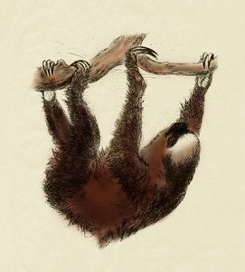 Zoologia: bradipo (Bradypus tridactylus) da Unbekannter Künstler