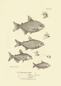 Zoologia: rappresentazione del pesce 