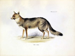 Zoologia: rappresentazione della volpe "Canis Azarae" del Sud America descritta da Charles Darwin durante il suo viaggio a bordo del Beagle. Tavola da "The zoology of the voyage of H.M.S. Beagle under the command of Captain Fitzroy during the years 1832-18