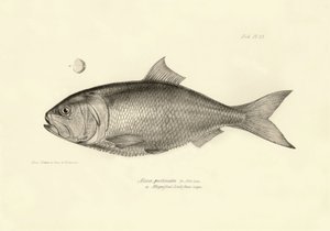 Zoologia: rappresentazione del pesce 