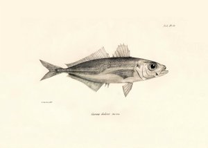 Zoologia: rappresentazione del pesce Caranx declivis descritto da Charles Darwin durante il suo viaggio a bordo del Beagle. Tavola da The zoology of the voyage of H.M.S. Beagle sotto il comando del Capitano Fitzroy durante gli anni 1832-1836 da Unbekannter Künstler