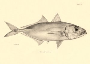Zoologia: rappresentazione del pesce "Caranx torvus" descritto da Charles Darwin durante il suo viaggio a bordo del Beagle. Tavola da "The zoology of the voyage of H.M.S. Beagle under the command of Captain Fitzroy during the years 1832-1836" da Unbekannter Künstler